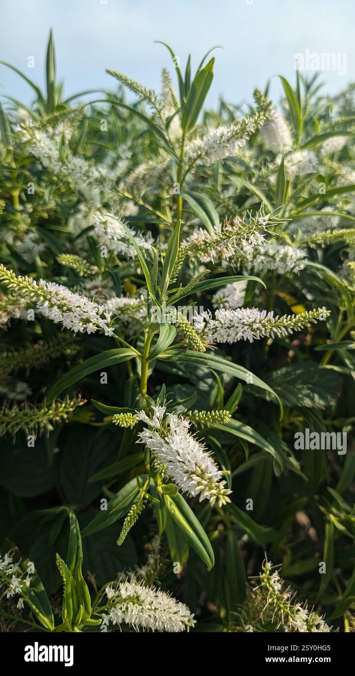 Fiori bianchi idilliaci in un giardino illuminato dal sole, circondato da foglie verdi. Ideale per la bellezza naturale, il giardinaggio e le immagini floreali - Immagine stock catturata con smartphone