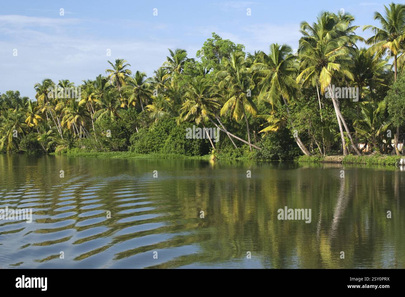Paesaggio delle backwaters con palme da cocco sulla riva Alleppey Kerala India Asia Foto Stock