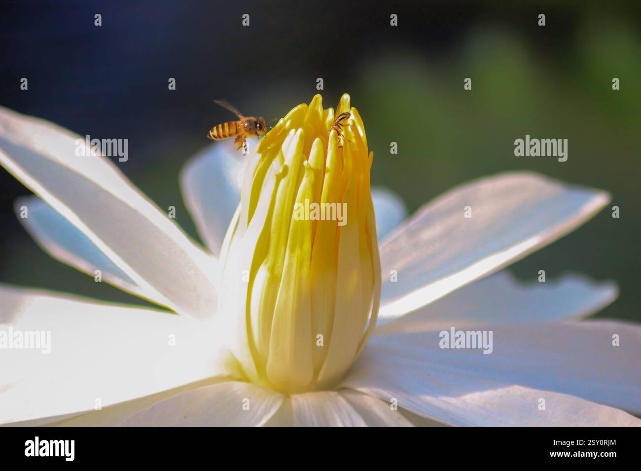 Api mellifere e una mosca su un fiore bianco fiorente con un centro giallo vibrante, che raccoglie nettare e impollina Foto Stock