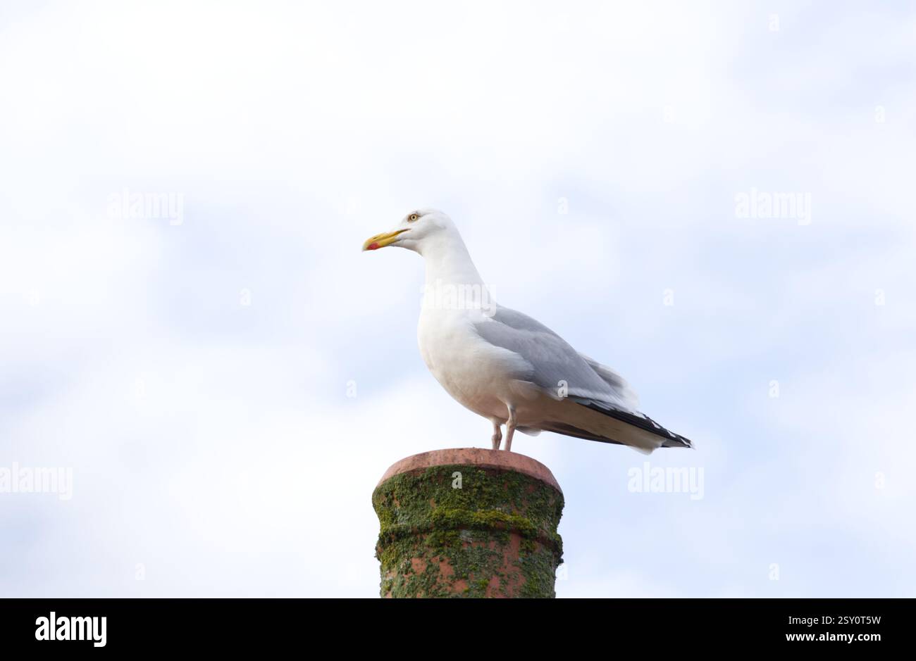 Un gabbiano di aringa europeo, Larus argentatus, siede su una pentola di camino. Il gabbiano è attualmente nella lista rossa del Regno Unito per lo stato di conservazione. Foto Stock