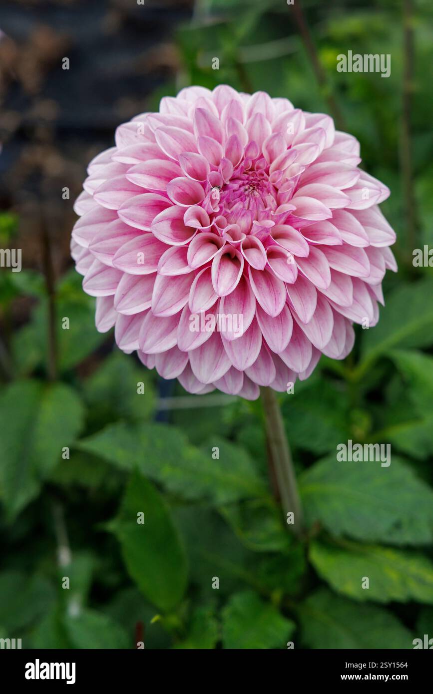 Dahlia Jowey Brochant, Regno Unito Foto Stock