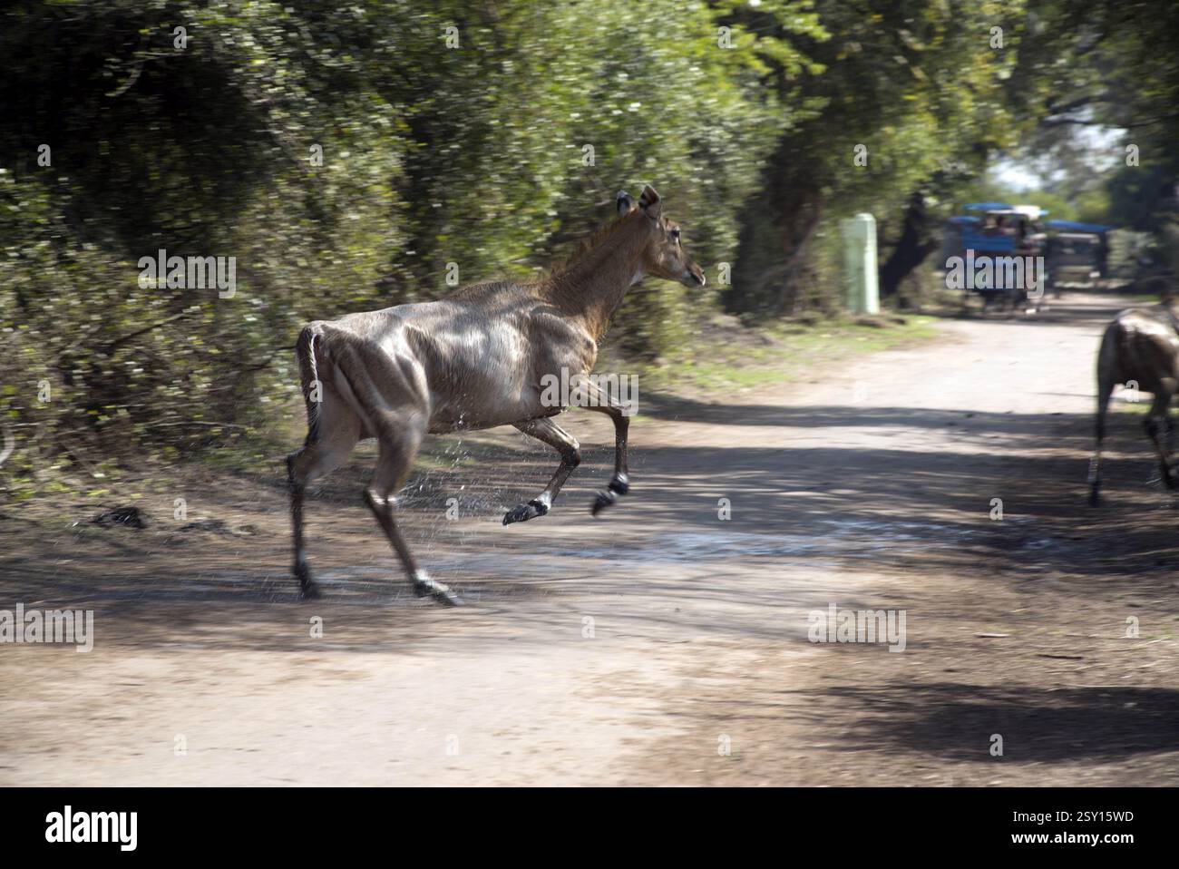 Sambar deer in esecuzione su strada, bharatpur Rajasthan, India, Asia Foto Stock