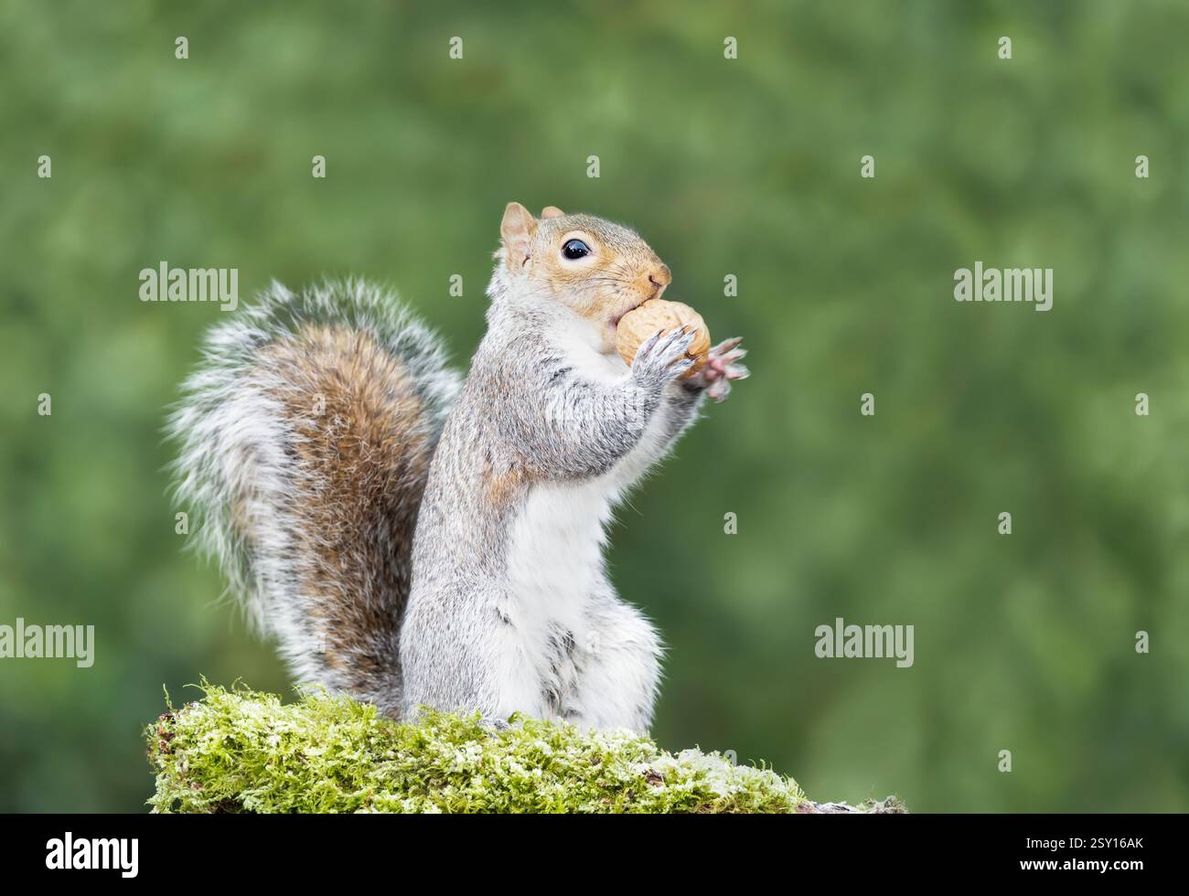 Scoiattolo grigio che mangia noci su un ramo di albero muschio, Regno Unito. Foto Stock