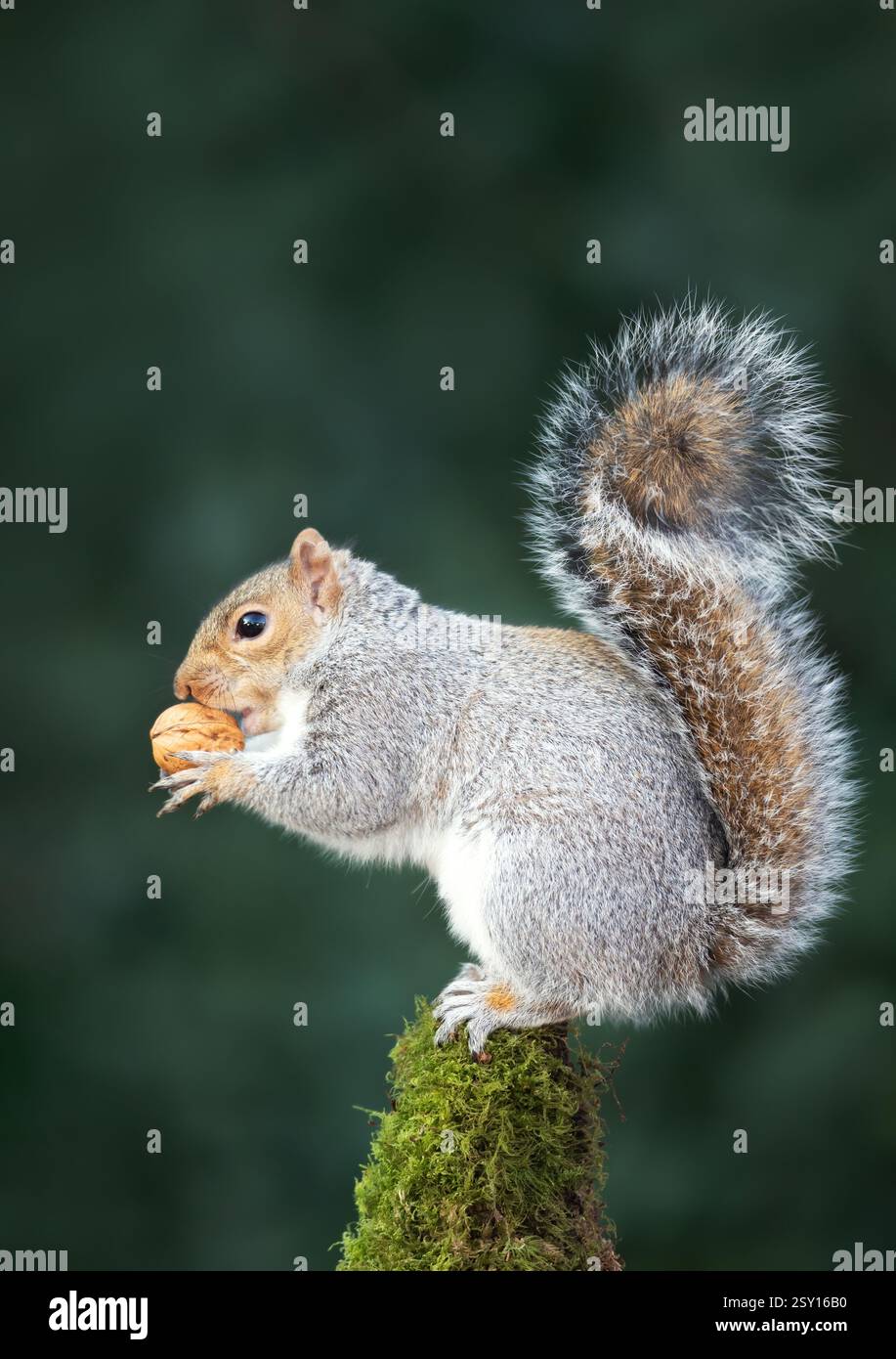 Scoiattolo grigio che mangia noci su un ramo di albero muschio, Regno Unito. Foto Stock