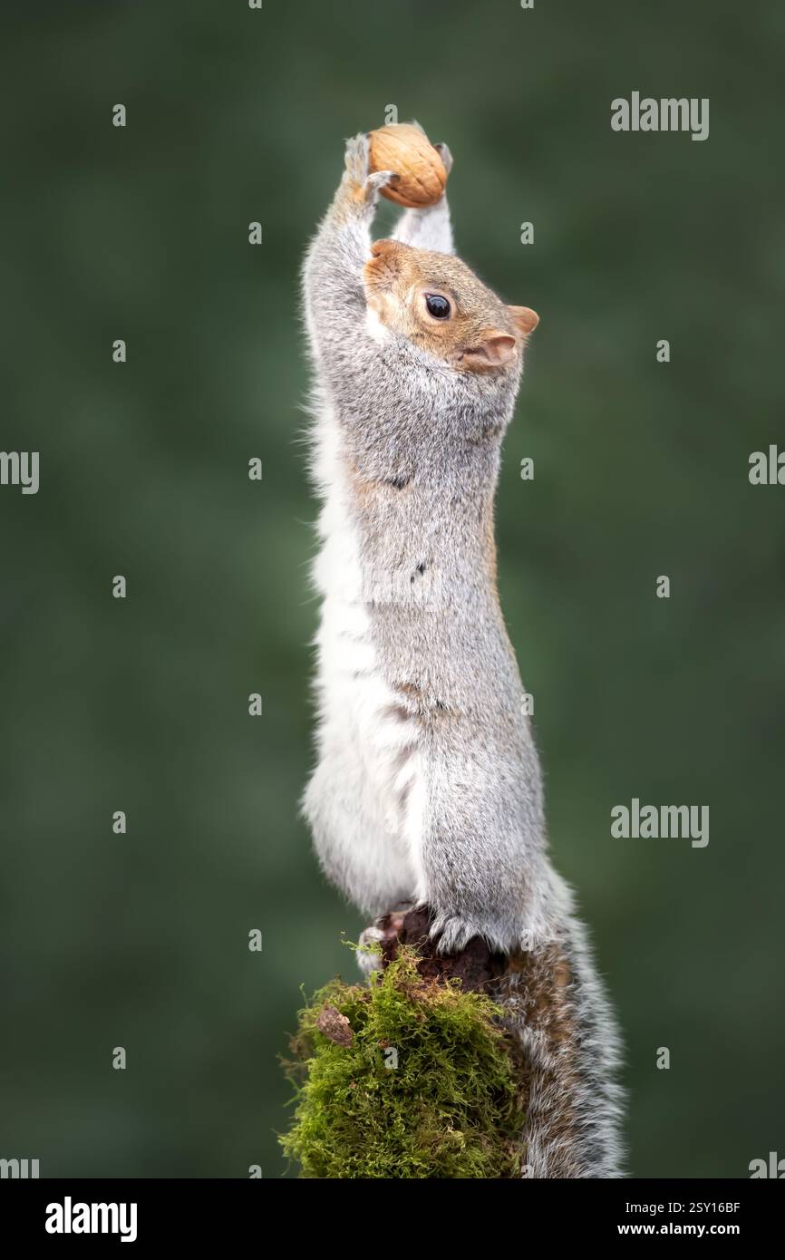 Scoiattolo grigio che tiene il dado su un ramo di albero muschiato, Regno Unito. Foto Stock