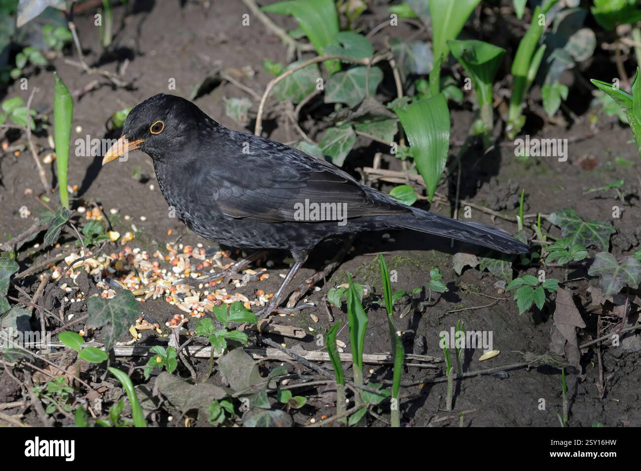 Un uccello nero maschio (Turdus Merula) Foto Stock