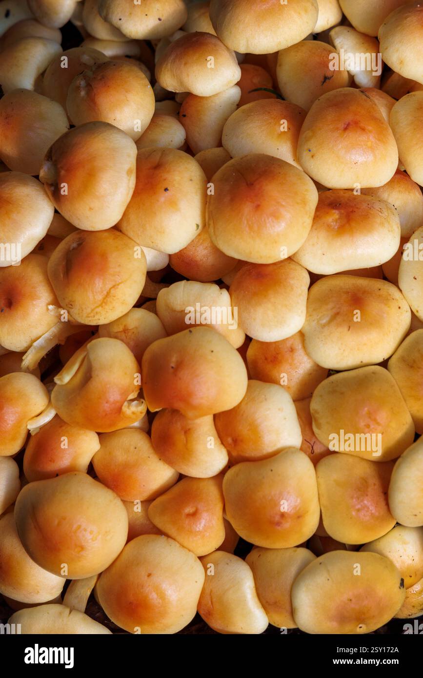 Fungo Tuft allo zolfo, Hypholoma fasciculare, National Botanic Gardens, Kilmacurragh, Co Wicklow, Irlanda Foto Stock