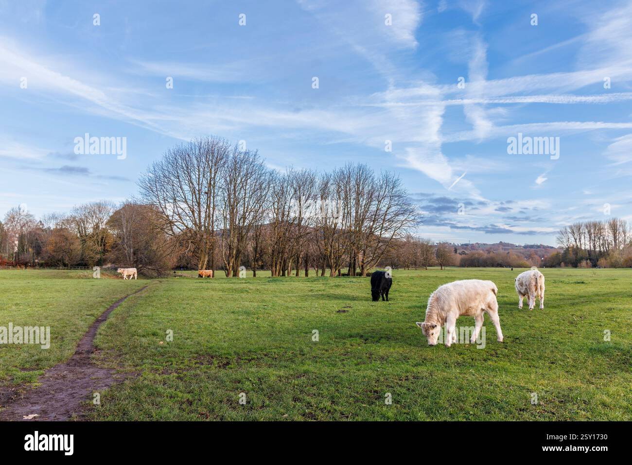 Bestiame al pascolo a Castle Meadows, Abergavenny, Galles, Regno Unito Foto Stock