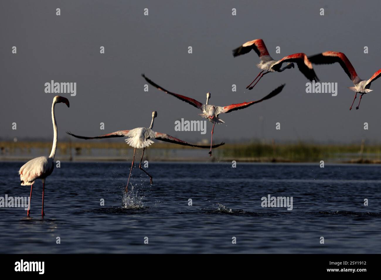 Grande fenicottero, nalsarovar, Gujarat, India, Asia Foto Stock