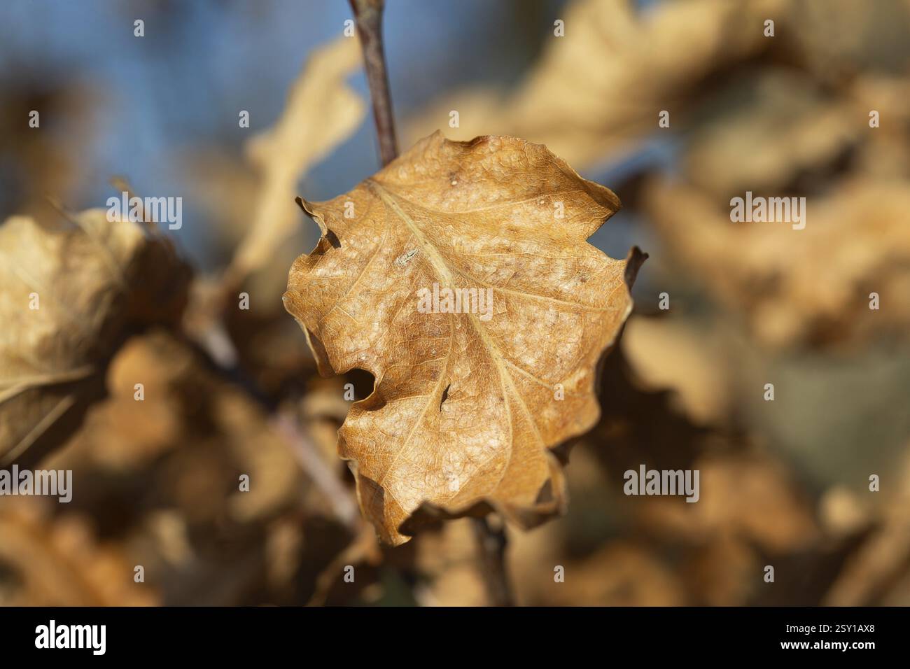 Primo piano, una foglia secca, fogliame dai toni caldi di marrone e giallo su un ramo, sotto un cielo blu. Un umore autunnale Foto Stock