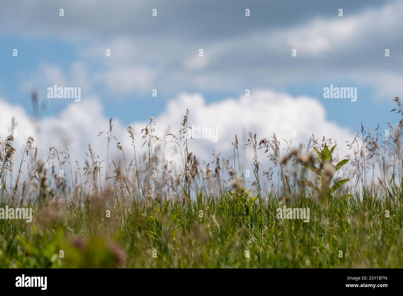 Un tranquillo paesaggio naturale caratterizzato da un campo di erba alta con lo sfondo di un cielo parzialmente nuvoloso. Foto Stock
