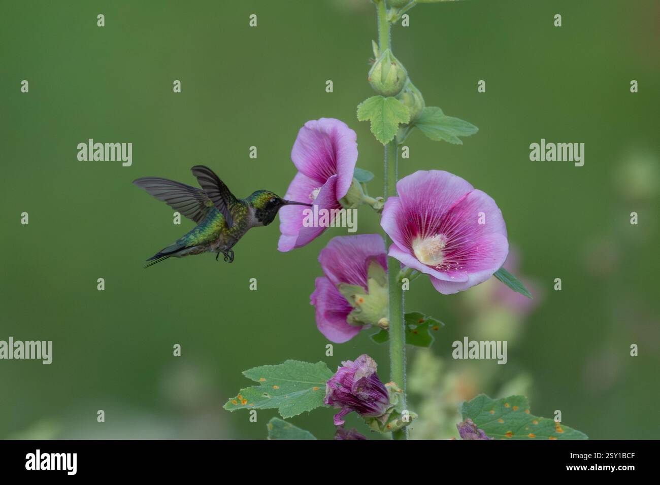 Un colibrì dalla gola rubina sorvola mentre si nutre di un fiore di Hollyhock a Henderson, nel Minnesota Hummingbird Hurrah. Foto Stock
