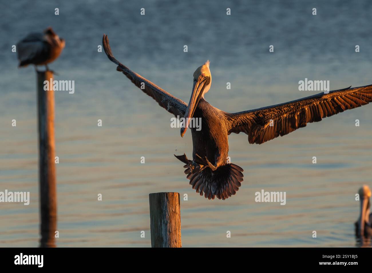 Un pellicano bruno catturato a metà volo mentre si prepara ad atterrare su un palo di legno sull'acqua calma. Foto Stock