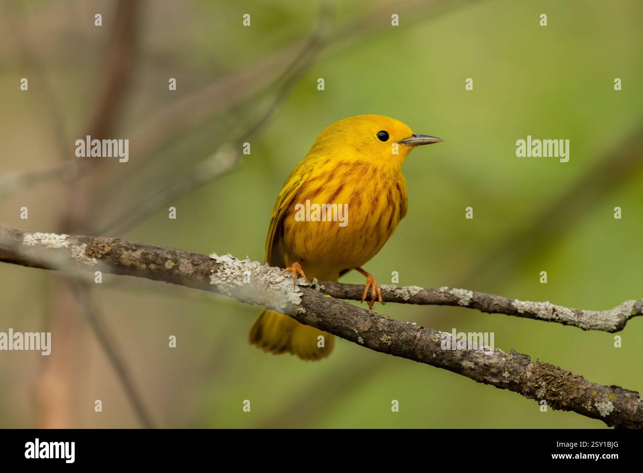 Un Warbler giallo su un ramo della foresta. Foto Stock