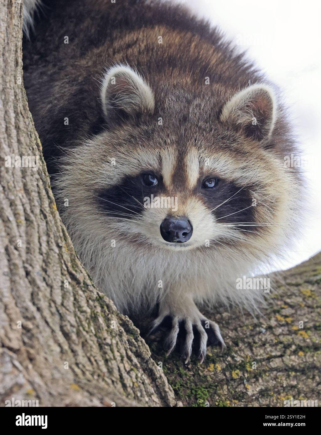 Raccoon ritratto sull'albero, Montreal, Canada Foto Stock