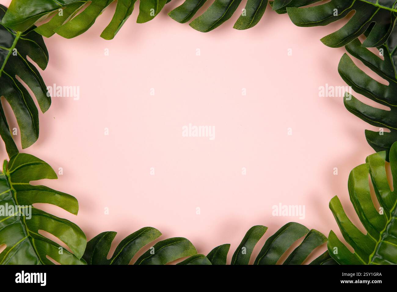 Le foglie di Monstera sono incorniciate su sfondo rosa Foto Stock