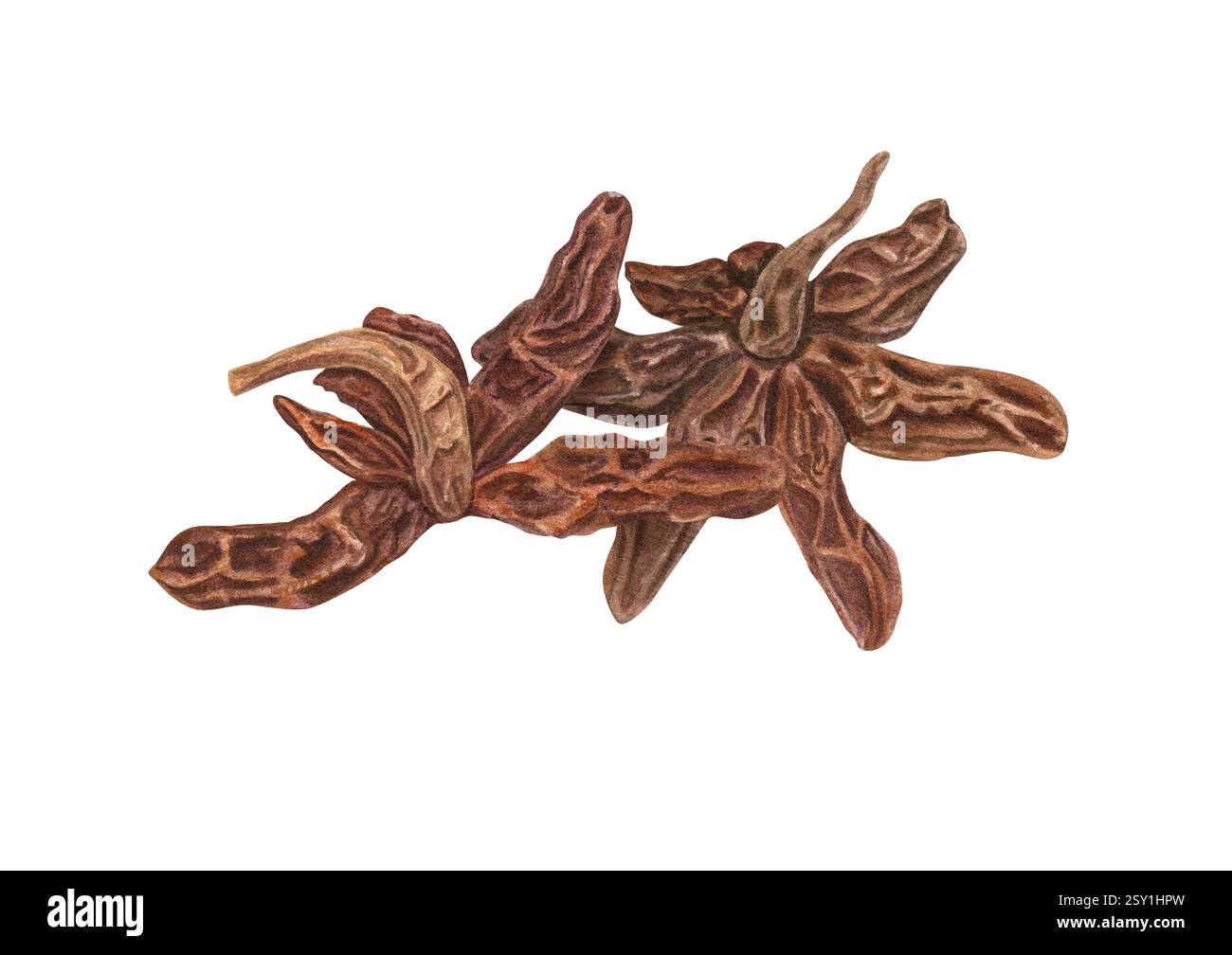 Sfondo isolato per illustrazione di due anice stellato essiccato con acquerello. Deliziosa pianta aromatica di badiano testurizzata per medicina, cibo, bevande natalizie. Foto Stock