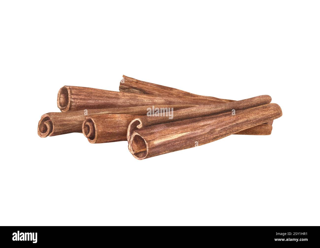Bastoncini di cannella essiccati e crudi naturali illustrazione ad acquerello impilata isolata su bianco. Condimento aromatico dalla corteccia degli alberi adagiata in cima a ciascuno di essi Foto Stock