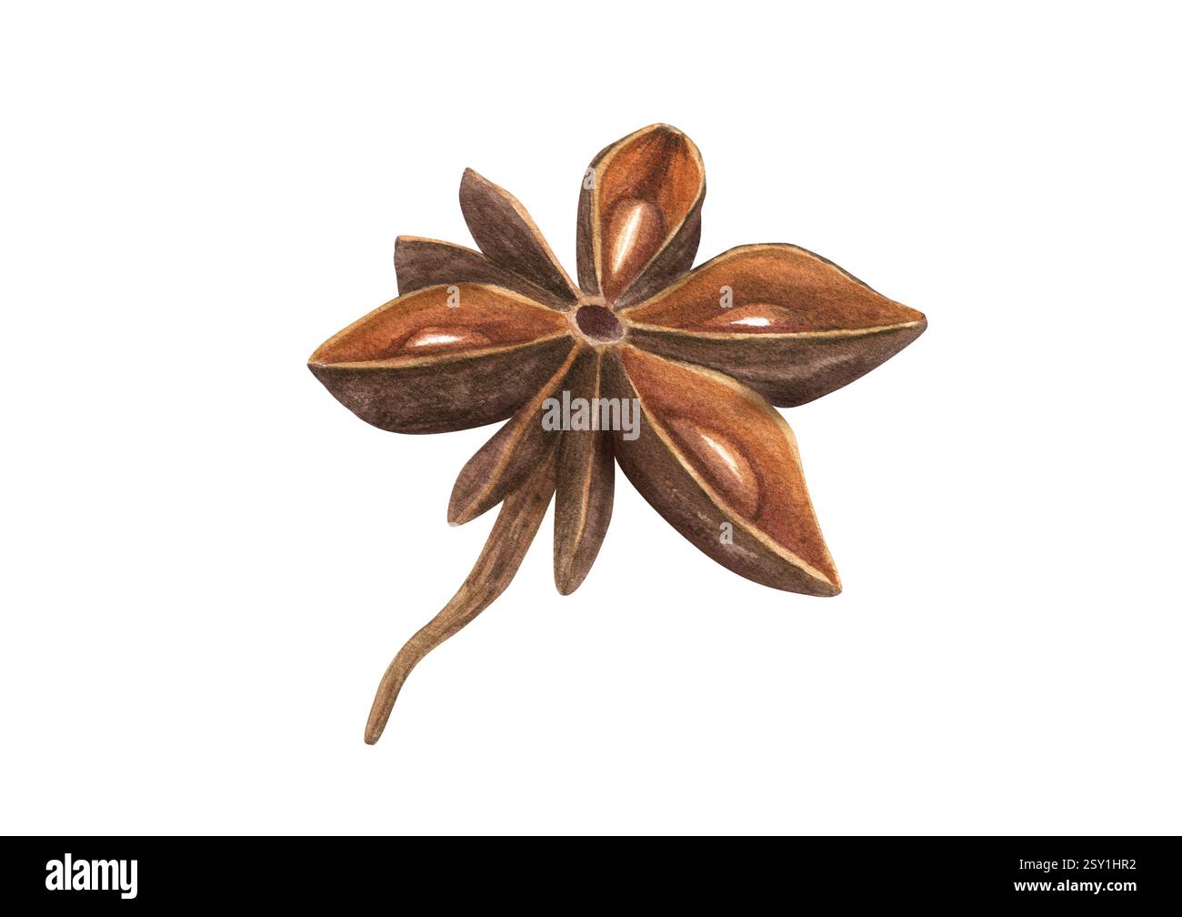 Singola spezia aromatica essiccata con acquerello dei semi. Delizioso anice stellato per decorazioni mediche, design gastronomico, drink di Natale Foto Stock