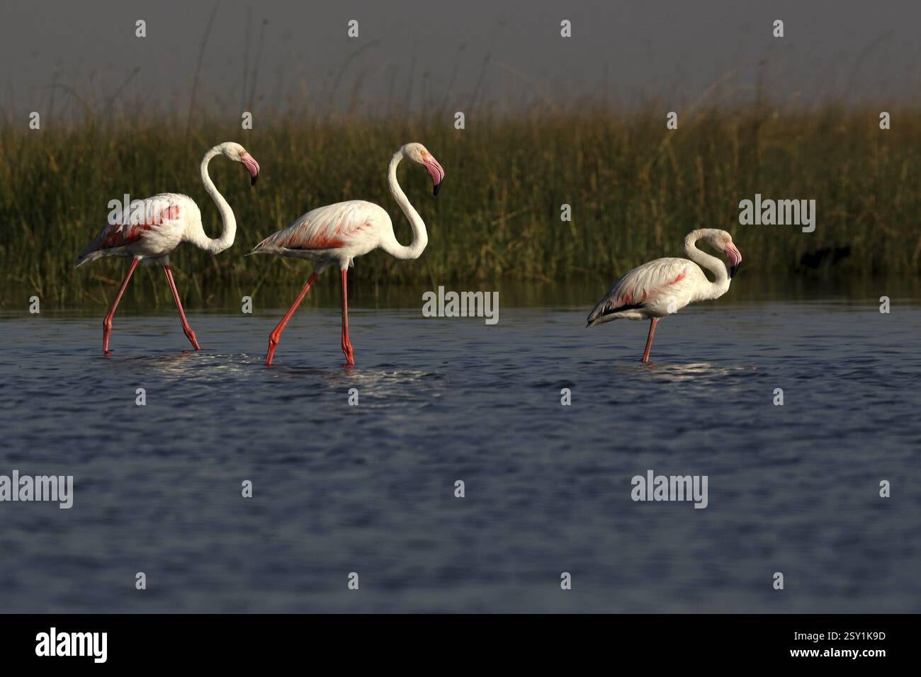 Grande fenicottero, nalsarovar, Gujarat, India, Asia Foto Stock