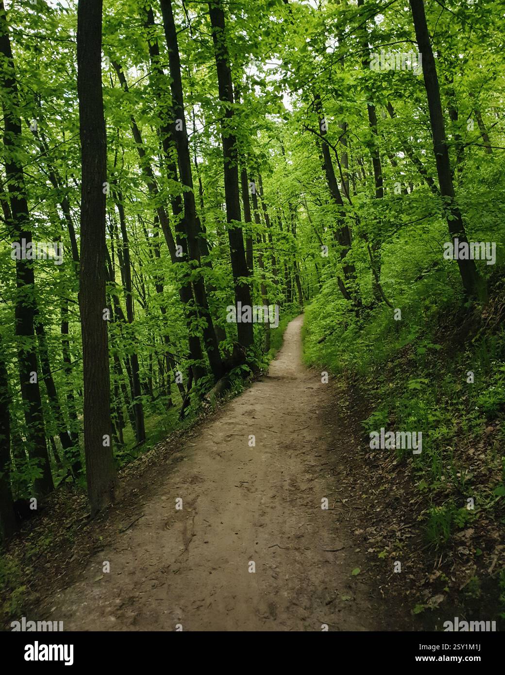 Discesa nella verde foresta primaverile. Sentiero rettilineo in boschi scuri. Foto Stock