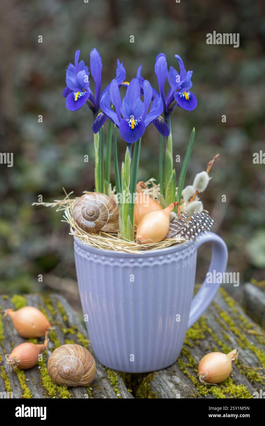 oiride reticolato blu in una tazza di porcellana in giardino Foto Stock
