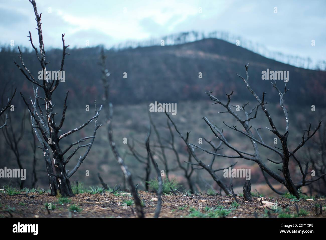 Alberi bruciati e paesaggi carbonizzati che mostrano la devastazione degli incendi nella foresta Foto Stock