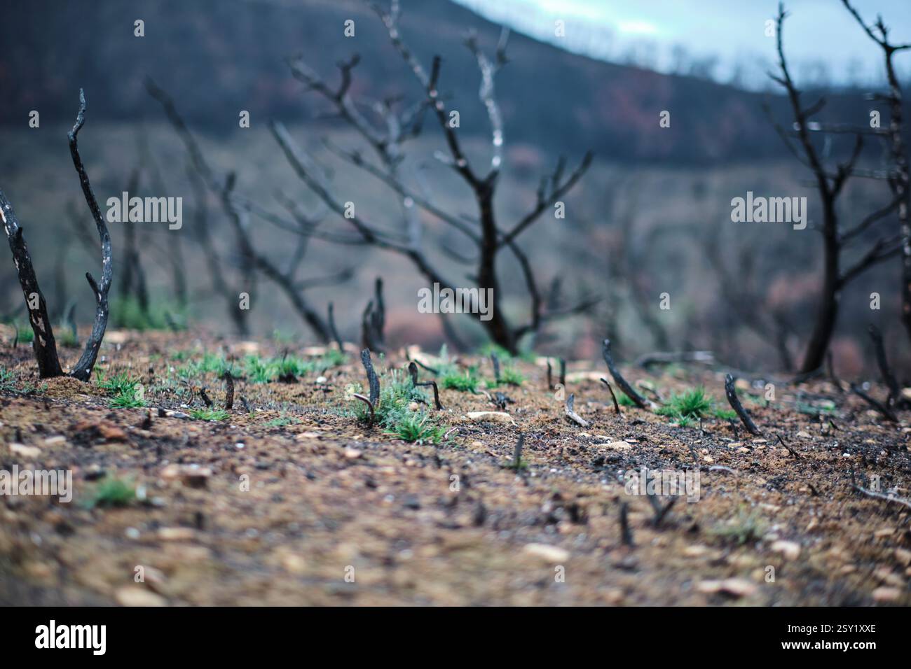 Nuova erba verde che cresce nella foresta bruciata mostrando speranza e rinascita Foto Stock