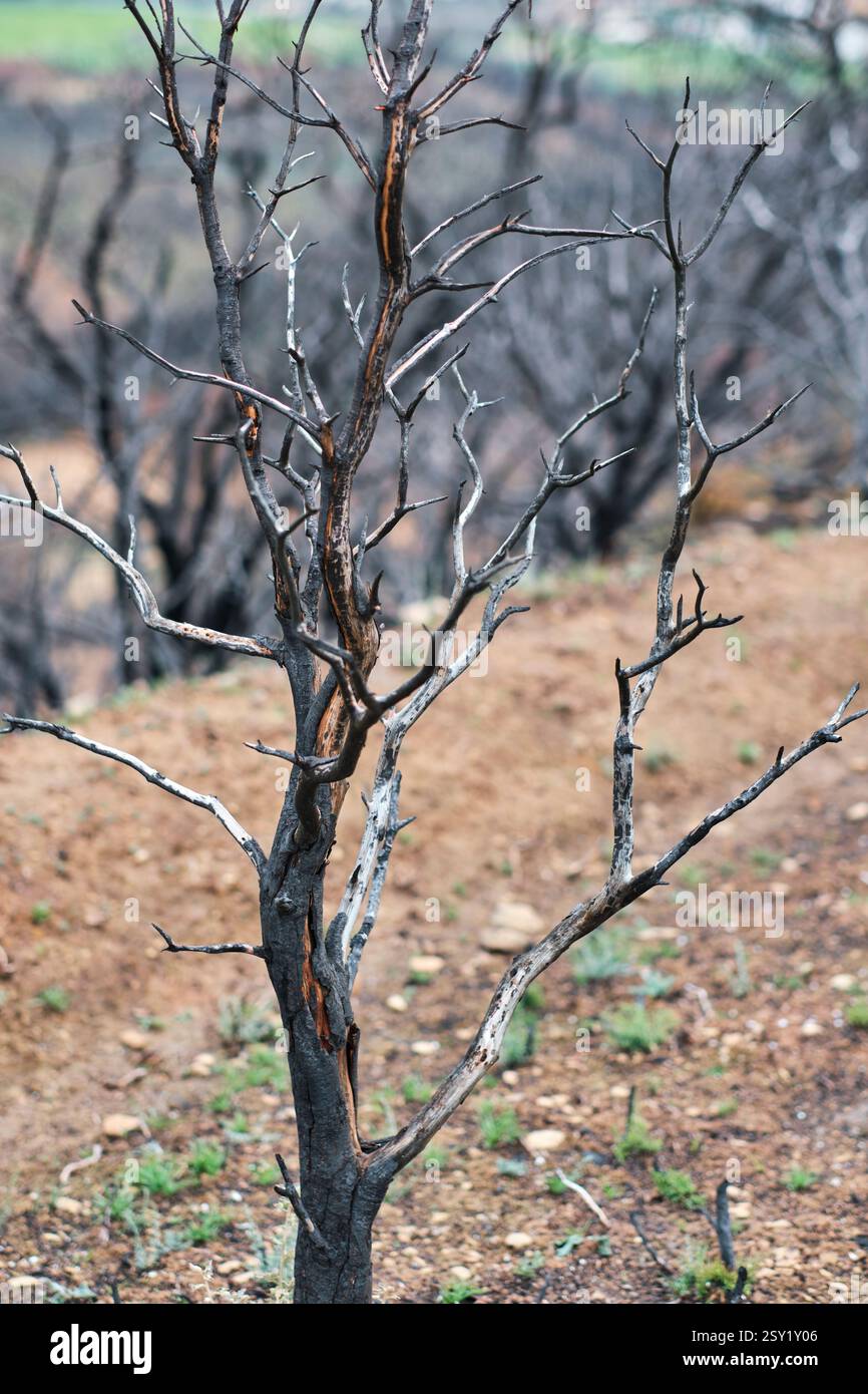 Albero bruciato in una foresta devastata dopo un incendio Foto Stock