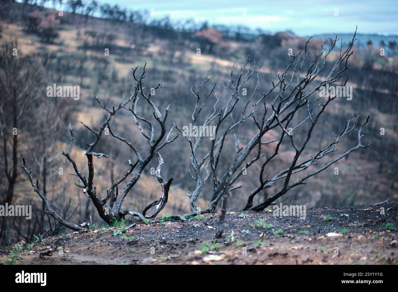 Alberi bruciati che dominano il paesaggio desolato dopo un incendio nella foresta Foto Stock