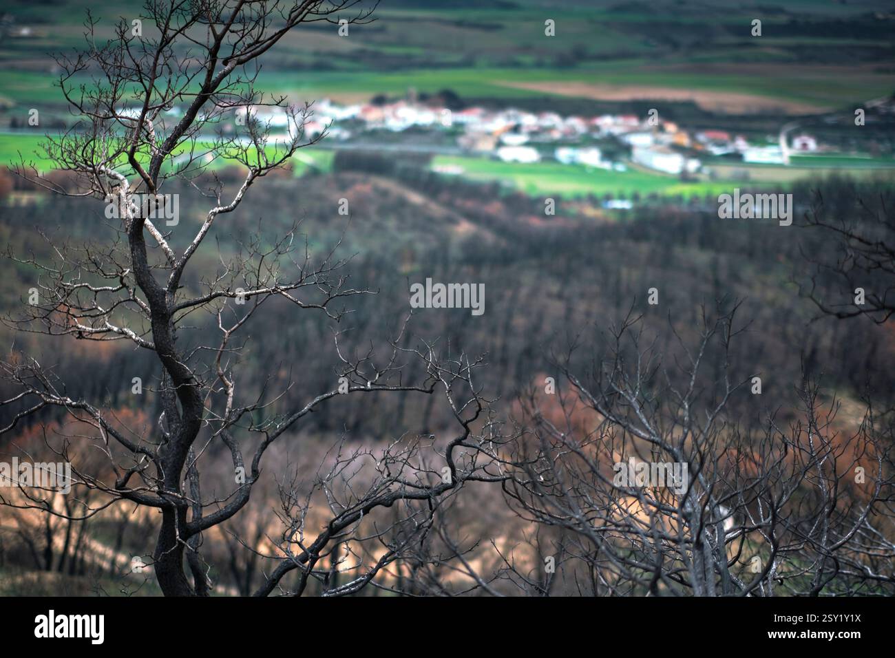 Alberi bruciati che dominano il paesaggio dopo un devastante incendio vicino al villaggio Foto Stock