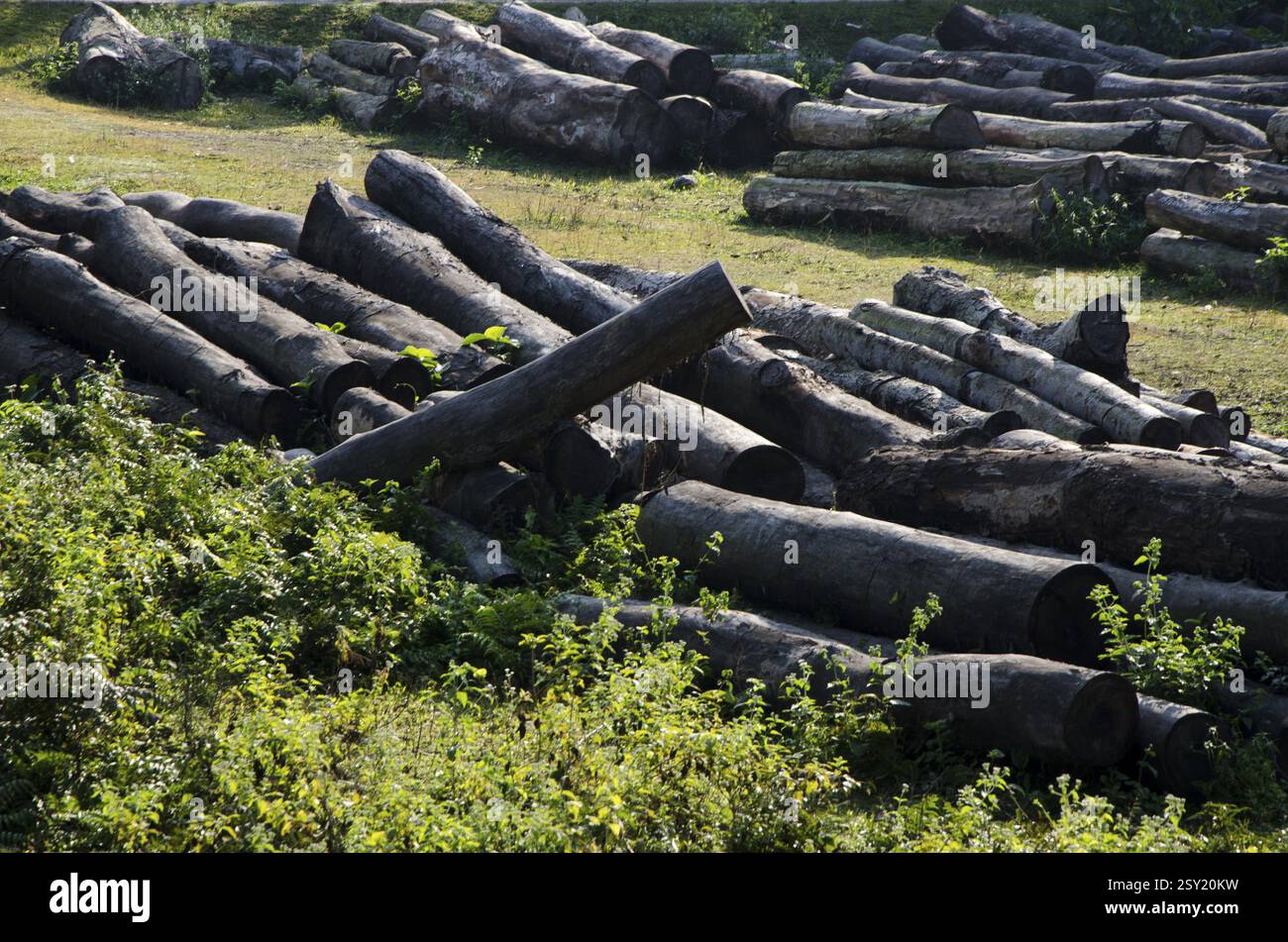 I registri di albero, chilapata park, Cooch Behar,, West Bengal, India, Asia Foto Stock