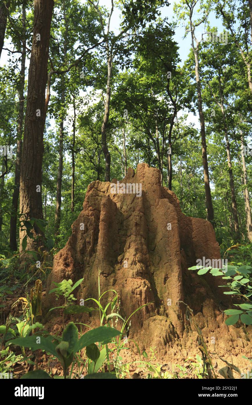 Ant Hill formazione, kanger valley, parco nazionale, Bastar, Chhattisgarh, India, Asia Foto Stock