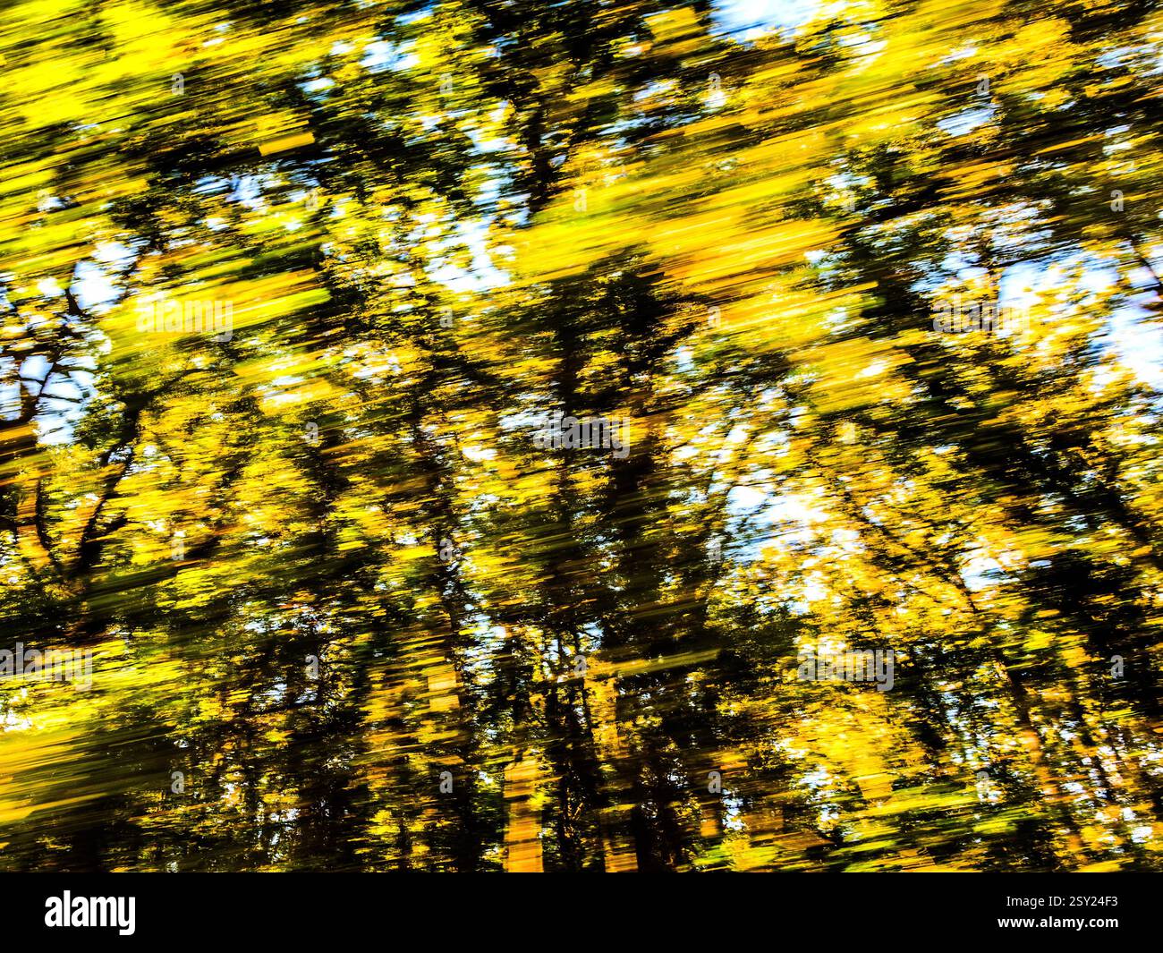 Immagine di alberi sfocati presi da un veicolo in movimento - Francia. Foto Stock