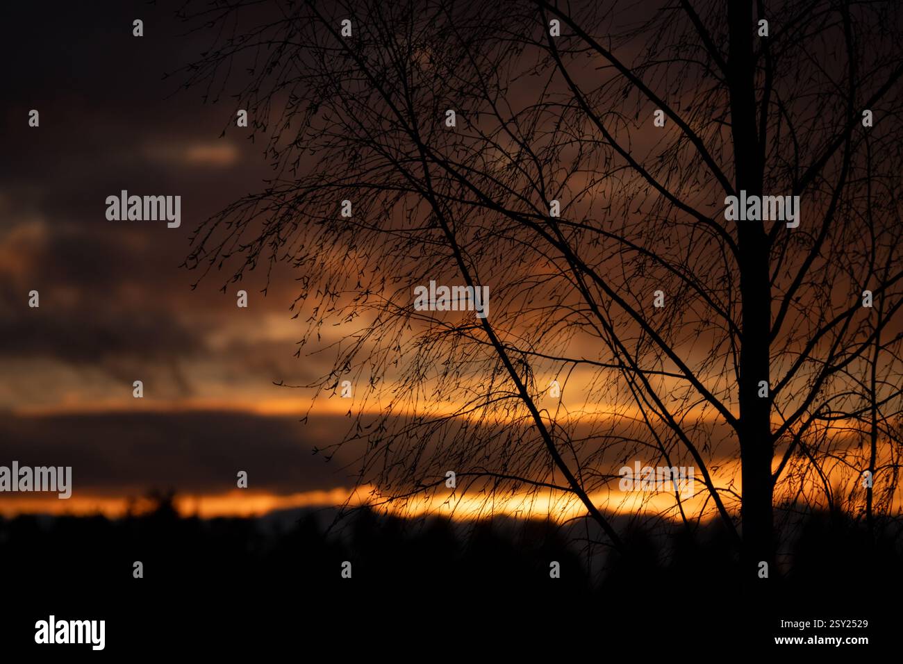 Una foto accattivante di una silhouette di un albero di betulla adagiata su un tramonto dorato. I rami delicati creano motivi intricati, in contrasto con il Foto Stock