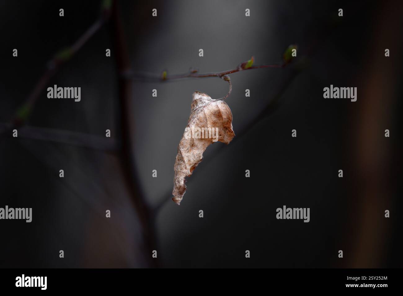 Una delicata foglia appassita si aggancia a un ramo sottile, simboleggiando il cambiamento, la resilienza e il passaggio delle stagioni. Foto Stock