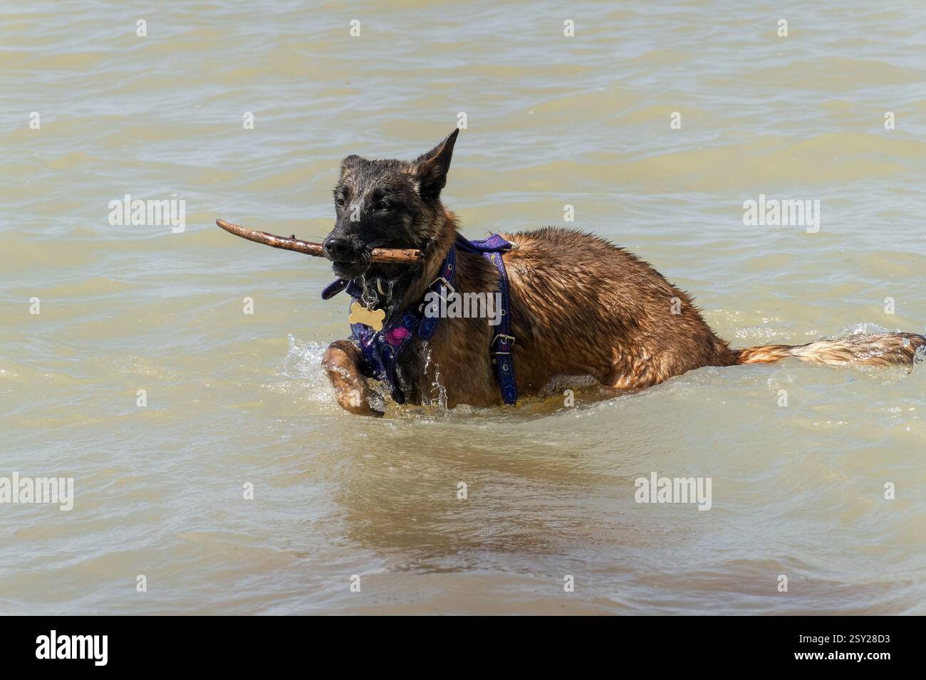 Il giovane pastore belga recupera con gioia un bastoncino dall'acqua, mostrando la sua energia giocosa. Perfetto per animali domestici, avventura e natura. CA Foto Stock