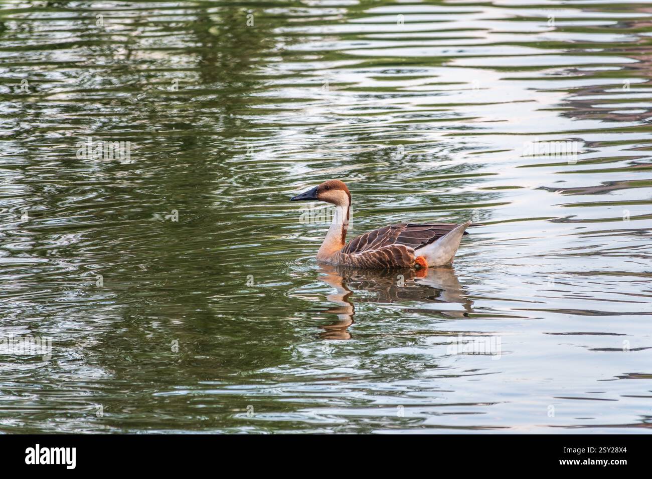 Swan Oca, Anser cygnoides, nuotando in acqua di lago. L'oca di Swan è un'oca grande con una gamma di allevamento naturale nella Mongolia interna, la Cina più settentrionale, A. Foto Stock