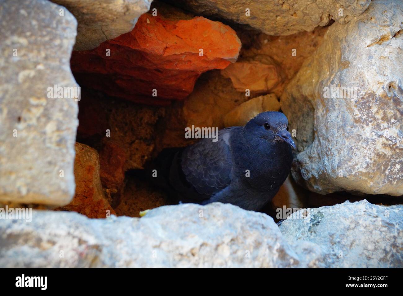 Colomba blu o piccione nascosto in un muro di mattoni Foto Stock