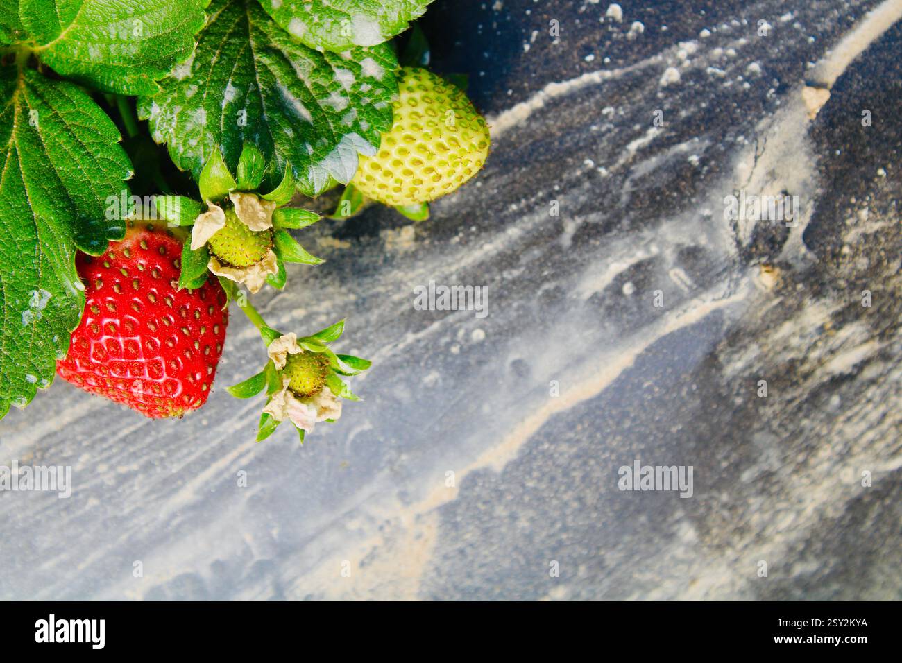 Primo piano di fragole mature e non mature che crescono in una serra su pacciame di plastica nero. Fasi di crescita naturale della frutta con foglie verdi. Foto Stock