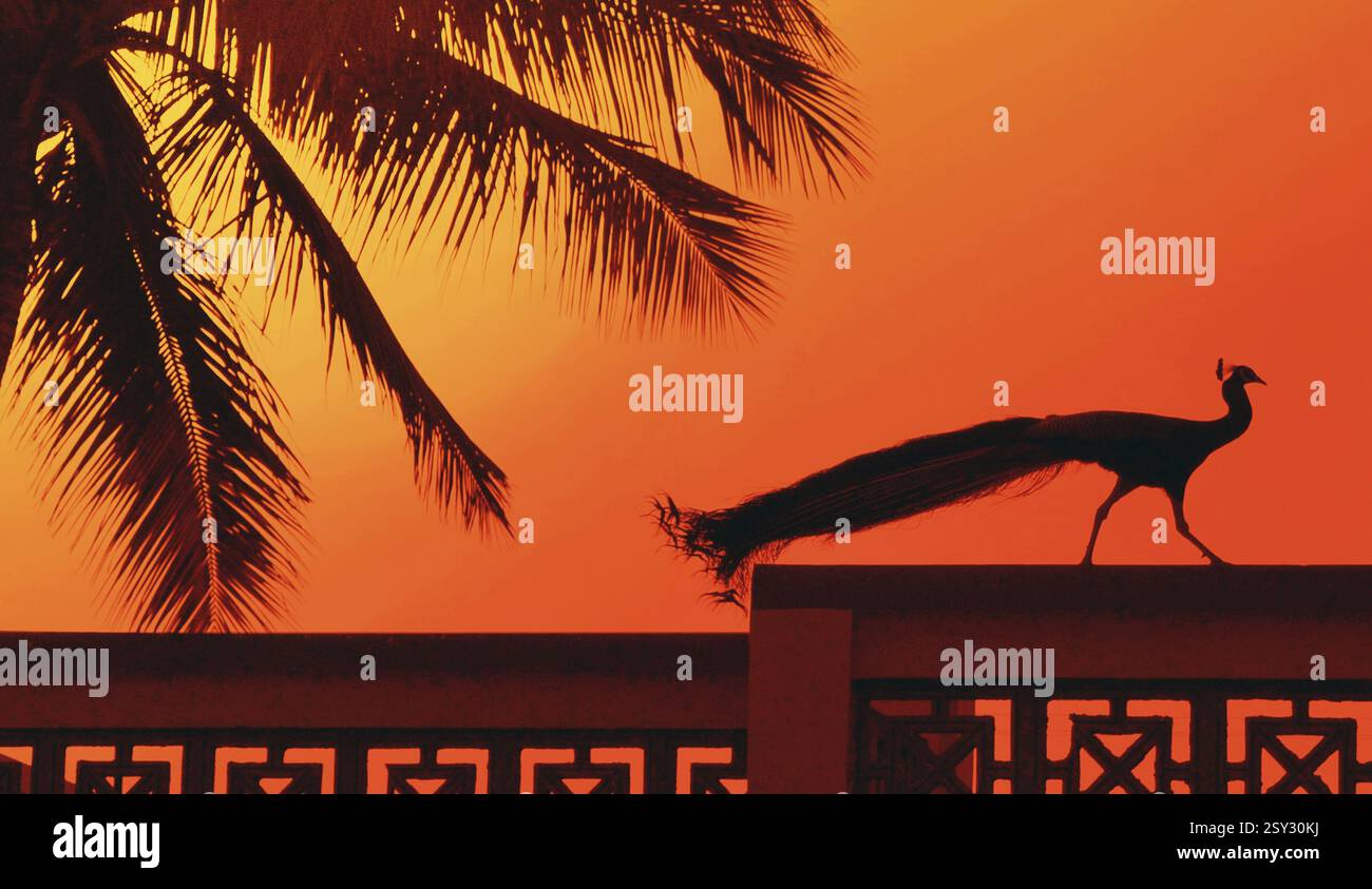 Peacock sulla terrazza Ahmedabad Gujarat India Asia Foto Stock