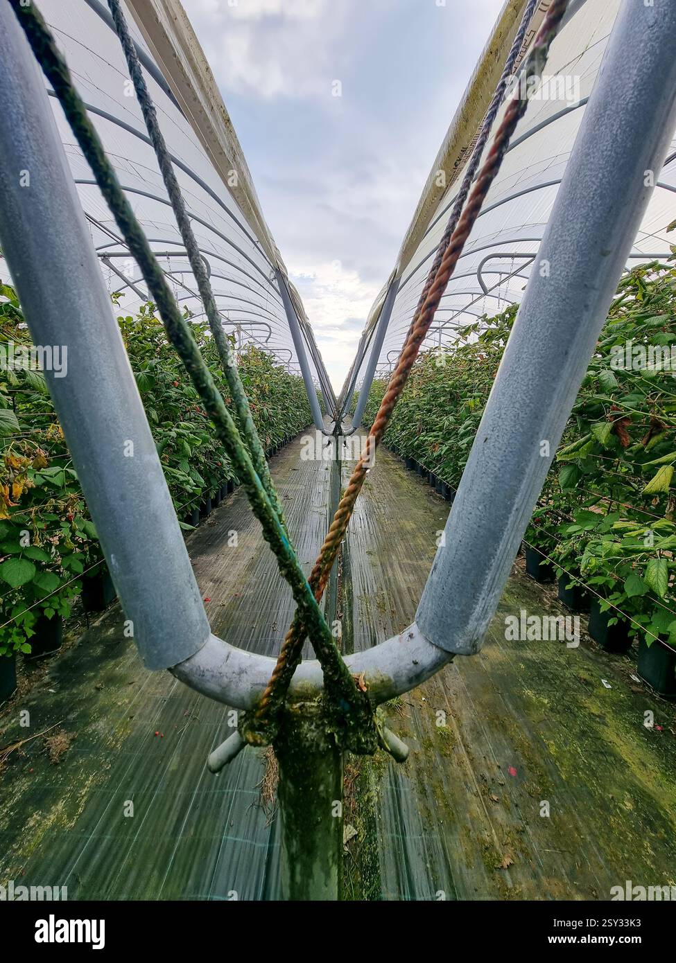 Vista simmetrica dell'interno di una serra con piante in vasi lungo una passerella centrale, pali metallici che formano una forma a X e un tetto traslucido. Foto Stock