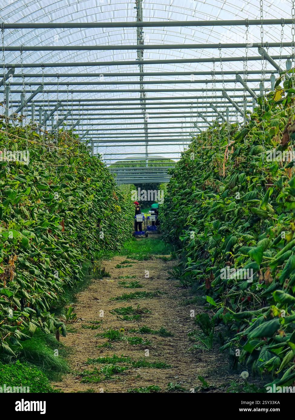 Interno della serra con file di piante verdi lungo un percorso sterrato, struttura metallica, tetto traslucido e persone che lavorano in lontananza. Foto Stock