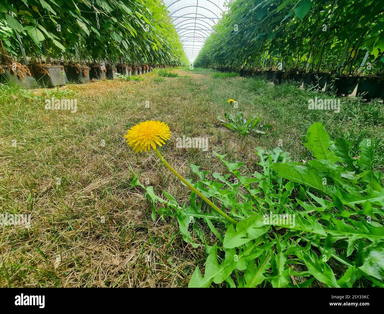 File simmetriche di piante in vaso si estendono sotto un tetto traslucido curvo, con un fiore di dente di leone giallo su un sentiero erboso in primo piano. Foto Stock