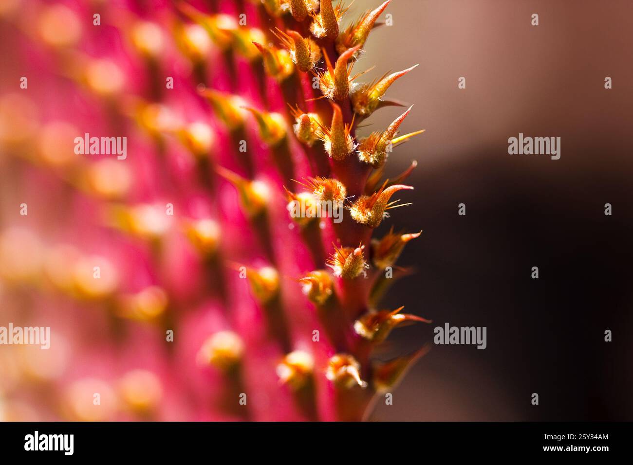 Primo piano di una pianta con molte spine. Le spine sono rosse e gialle. La pianta è in primo piano Foto Stock