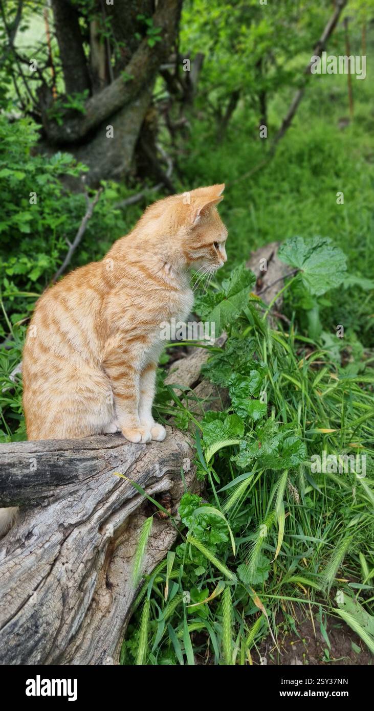 gatto in primavera Foto Stock