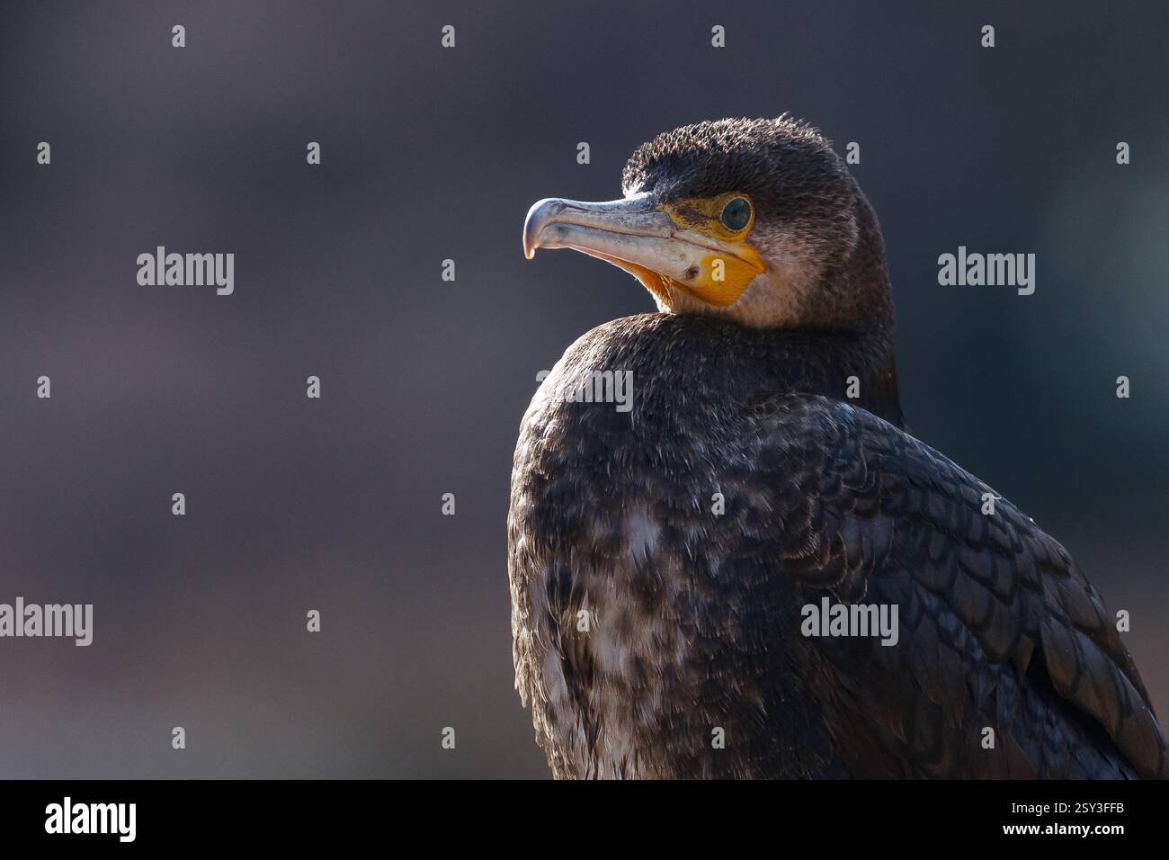 Ritratto di un grande cormorano (Phalacrocorax carbo) . Kanagawa, Giappone. Foto Stock