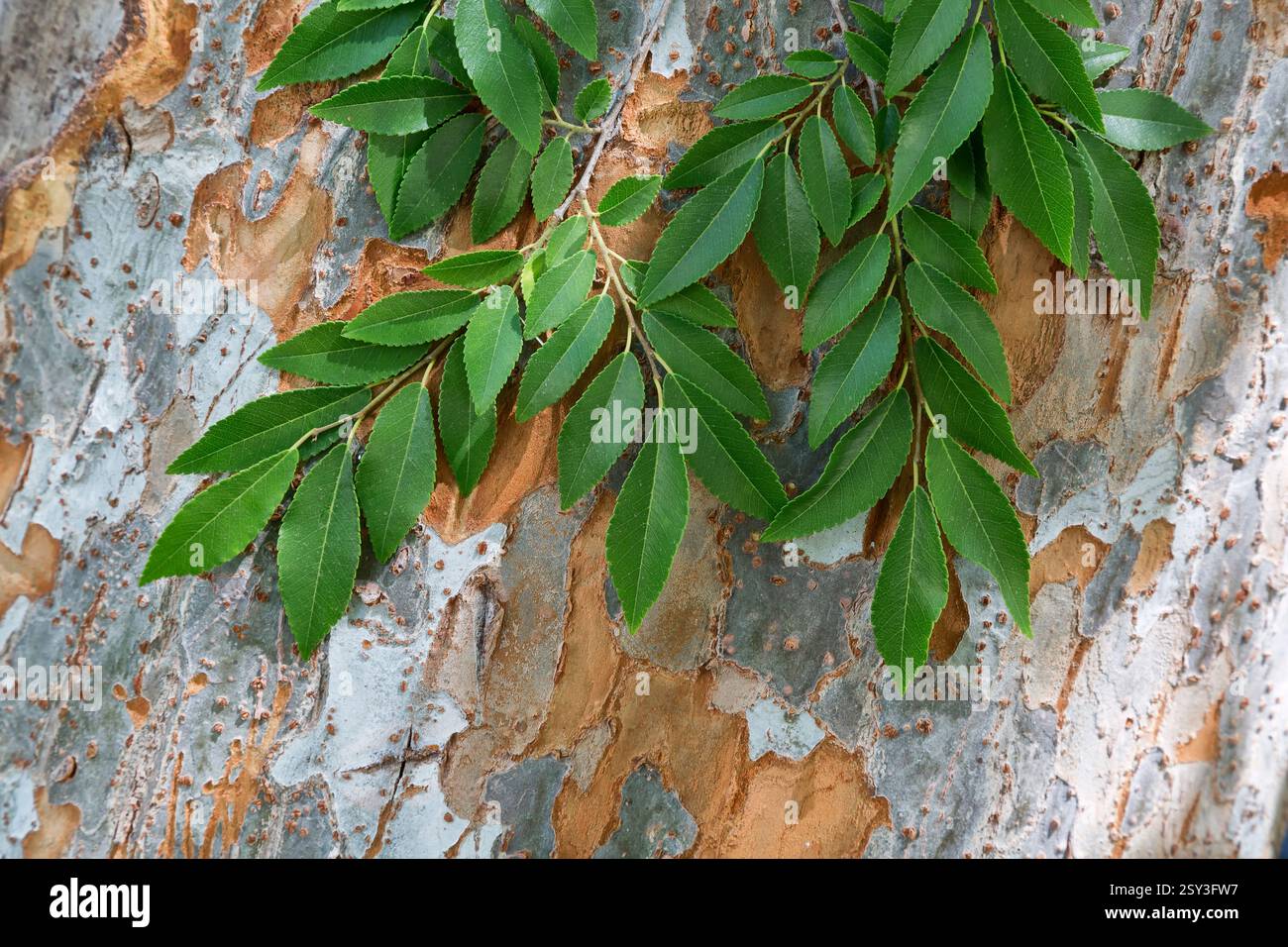 L'olmo cinese "Ulmus parvifolia" Evergreen, corteccia e fogliame, noto anche come Lacebark Elm, cresce in un parco, California. Foto Stock