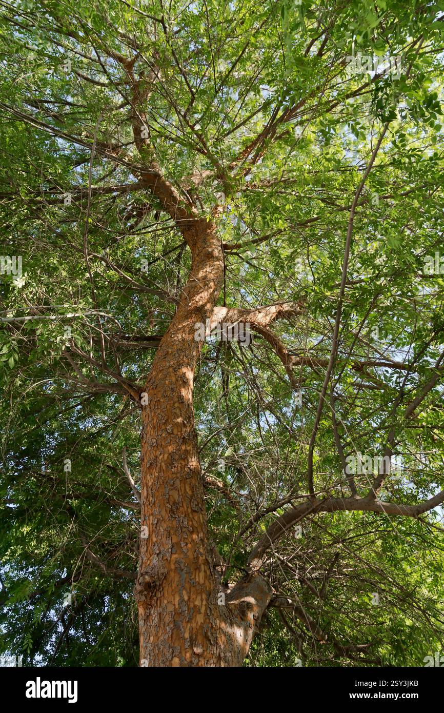 L'olmo orientale cinese "Ulmus parvifolia" Evergreen, corteccia e fogliame, noto anche come Lacebark Elm, cresce in un parco, California. Foto Stock