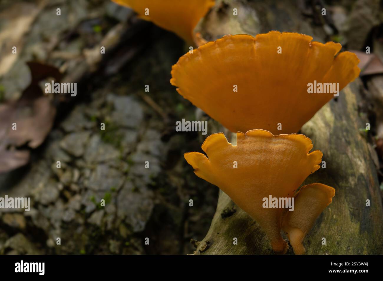 Primo piano di funghi dorati che crescono su tronchi di alberi morti nella foresta Foto Stock